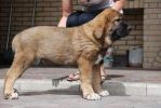 Щенки испанского мастифа (3 фотографии)
