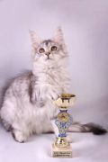 Продаются котята породы мейн-кун от очень крупных, выставочных родителей. (3 фотографии)